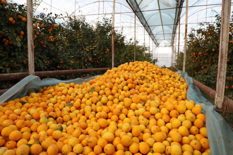Туркестан: Садоводы Сарыагашского района собирают лимоны